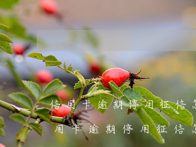 信用卡逾期停用征信怎么辦恢復(fù)（信用卡逾期停用征信怎么辦）
