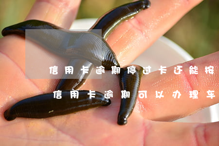 信用卡逾期停过卡还能按揭车吗(两年内有过信用卡逾期可以办理车贷吗)