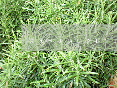 信用卡逾期偵查隊(duì)會(huì)召喚嗎