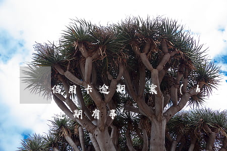 信用卡逾期備案會(huì)怎么樣(信用卡逾期有事嗎)