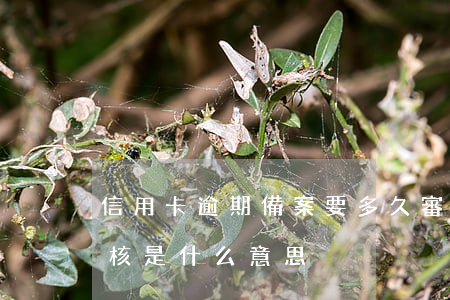信用卡逾期備案要多久審核(貸款逾期備案審核是什么意思)