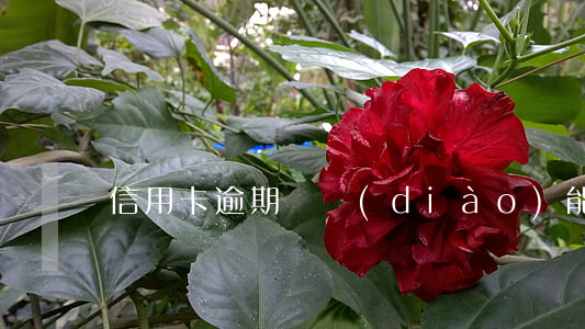 信用卡逾期備調(diào)能過嗎