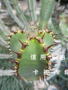 信用卡逾期储蓄卡已经被冻结-因逾期信用卡被冻结了还能解冻吗
