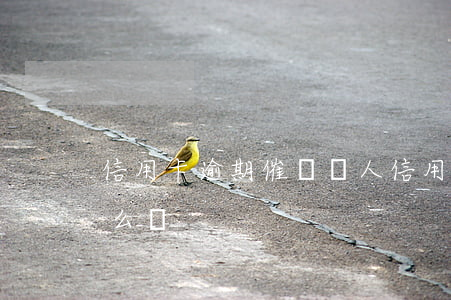 信用卡逾期催債罵人(信用卡逾期催債罵人怎么辦)