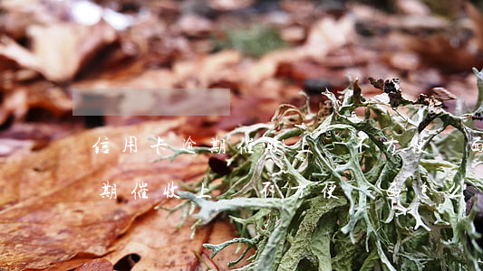 信用卡逾期催收上門不方便見面-信用卡逾期催收上門不方便見面怎么辦