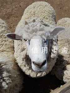 信用卡逾期催收上門能見面嗎