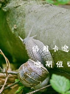 信用卡逾期催收匯報內(nèi)容（信用卡逾期催收匯報）