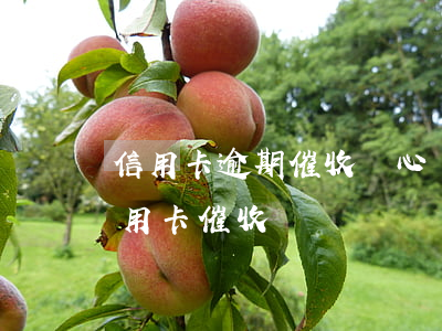 信用卡逾期催收員心態(tài)(每天被信用卡催收)