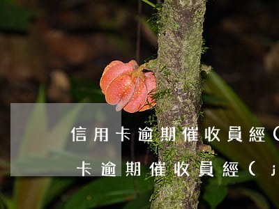 信用卡逾期催收員經(jīng)歷-信用卡逾期催收員經(jīng)歷簡(jiǎn)歷