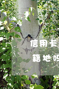 信用卡逾期催收方式（信用卡逾期催收会去户籍地吗）