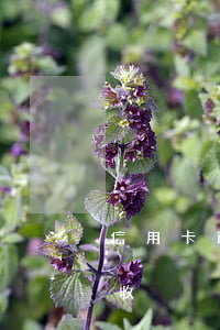信用卡逾期催收方式（銀行貸款信用卡逾期催收）