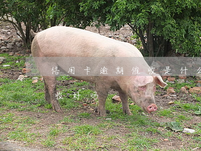 信用卡逾期催收是什么意思(做信用卡逾期催收好吗)