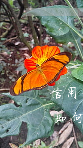 信用卡逾期催收業(yè)務(wù)介紹(如何面對信用卡逾期催收電話)