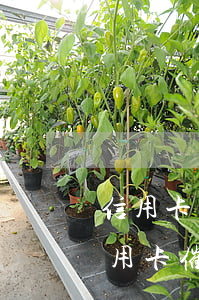 信用卡逾期催收的律師函是真的嗎(真正的信用卡催收函)
