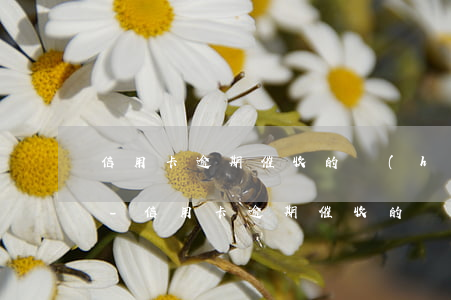 信用卡逾期催收的會(huì)找到家里嗎-信用卡逾期催收的會(huì)找到家里嗎是真的嗎