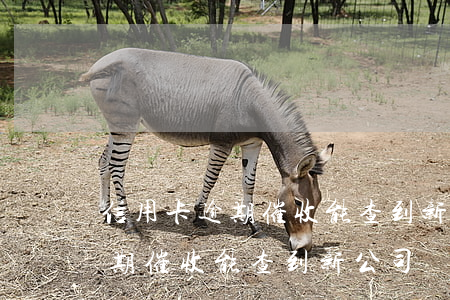 信用卡逾期催收能查到新公司嗎-信用卡逾期催收能查到新公司嗎知乎
