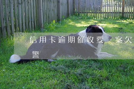 信用卡逾期催收要報案(欠信用卡上門催收報警)