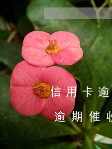 信用卡逾期催收話術(shù)范文（信用卡逾期催收話術(shù)）
