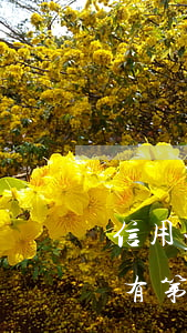 信用卡逾期催收說可以分期(分期樂逾期一直有第三方,是催收嗎)