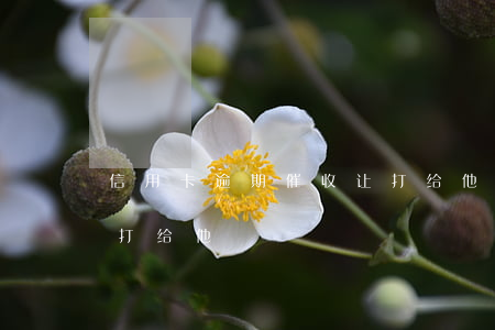 信用卡逾期催收让打给他（信用卡逾期催收让打给他）