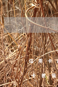 信用卡逾期催款人催的我無路可走-欠信用卡被催債