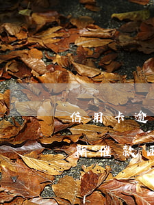信用卡逾期催款函会寄到村委吗-信用卡逾期催款函会寄到村委吗是真的吗