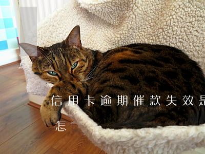信用卡逾期催款失效是多久(欠信用卡逾期會怎樣)