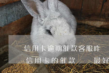 信用卡逾期催款客服咋樣(對(duì)銀行信用卡的催款電話最好是怎么回答)