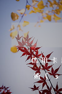 信用卡逾期催款技巧與經(jīng)典話術(shù) 信用卡逾期催款技巧與經(jīng)典話術(shù)對比