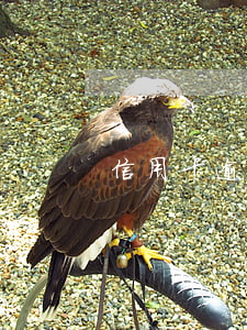 信用卡逾期催款的一套流程(如何催辦信用卡)