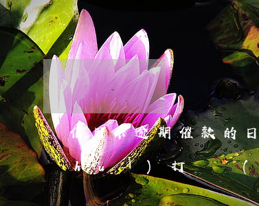 信用卡逾期催款的日子(信用卡逾期幾天會(huì)打電話(huà)催款)