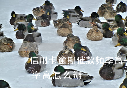 信用卡逾期催款頻率高-信用卡逾期催款頻率高怎么辦
