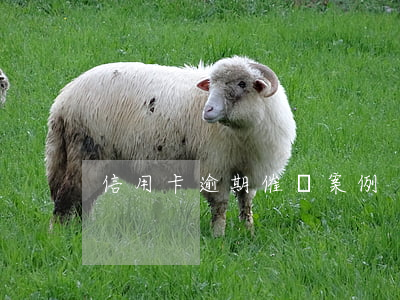 信用卡逾期催繳案例