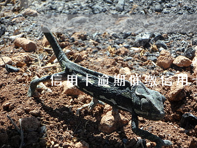 信用卡逾期催缴(信用卡逾期律师函寄到哪里)