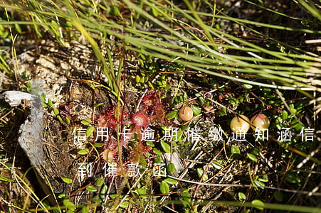 信用卡逾期催缴通知涵(信用卡逾期多久会收到催款函)