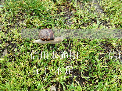 信用卡逾期傳喚證(信用卡逾期傳喚證據(jù)不足)