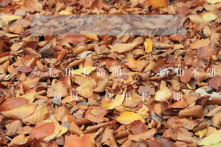 信用卡逾期傳喚通知不到場(chǎng)可以嗎(信用卡逾期傳喚通知不到場(chǎng)可以嗎)