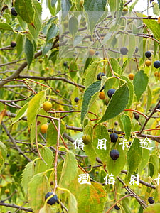 信用卡逾期債務(wù)專員(有沒有幫忙處理信用卡逾期的公司)