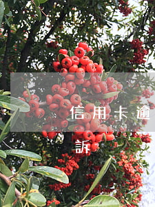 信用卡逾期債權債務糾紛(銀行信用卡逾期起訴)
