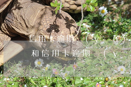 信用卡逾期優(yōu)先還哪個(小額貸款和信用卡逾期優(yōu)先還哪個)