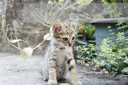 信用卡逾期儲(chǔ)蓄卡秒轉(zhuǎn)-銀行卡逾期