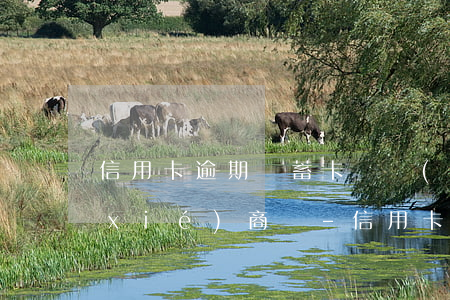 信用卡逾期儲蓄卡凍結(jié)可以協(xié)商嗎-信用卡逾期儲蓄卡凍結(jié)可以協(xié)商嗎