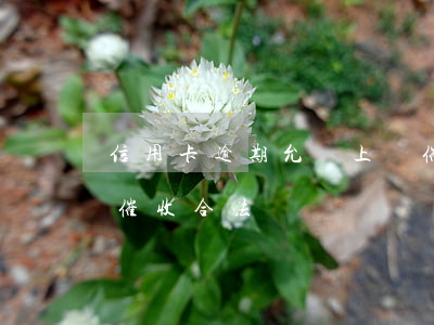 信用卡逾期允許上門催收嗎(銀行卡逾期上門催收合法嗎)