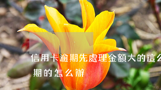 信用卡逾期先處理金額大的(這么多信用卡逾期的怎么辦)
