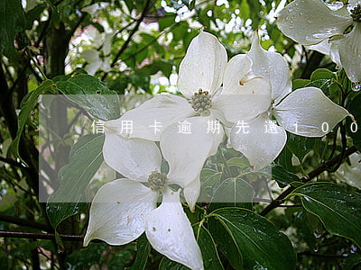 信用卡逾期先還100