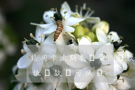 信用卡逾期先還最低還款(信用卡逾期先還最低還款額可以嗎)