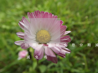 信用卡逾期免息分期減罰息(逾期的罰息可以減免嗎)