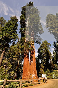 信用卡逾期免息怎么辦理上海(逾期如何辦理信用卡)