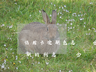 信用卡逾期免息違約金(被拘留期間信用卡逾期的利息違約金)