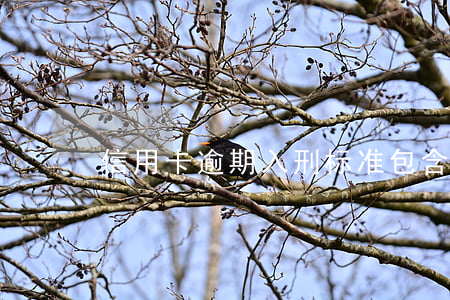 信用卡逾期入刑标准包含利息